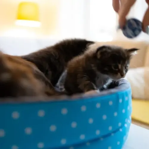 041A4314-600x600